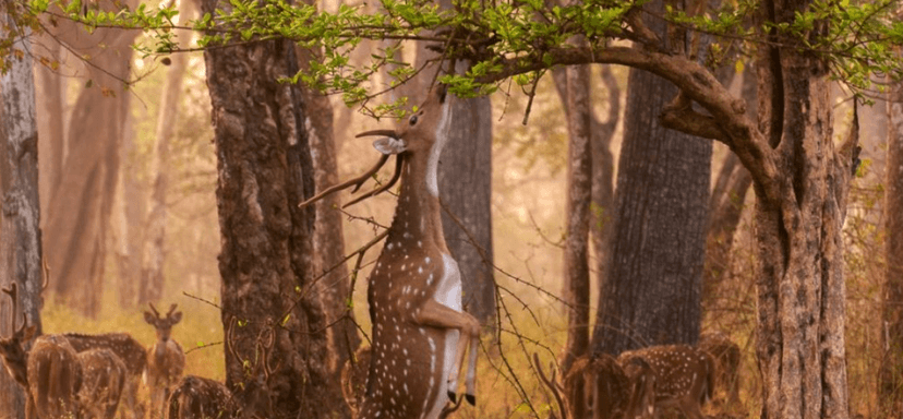 Bangalore to Kabini Forest Tour | Wildlife Safari & Travel Guide