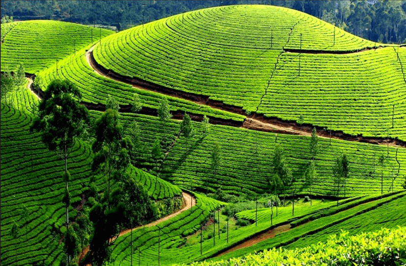 Bangalore to Ooty Cab Service | Hill Station & Scenic Routes Guide